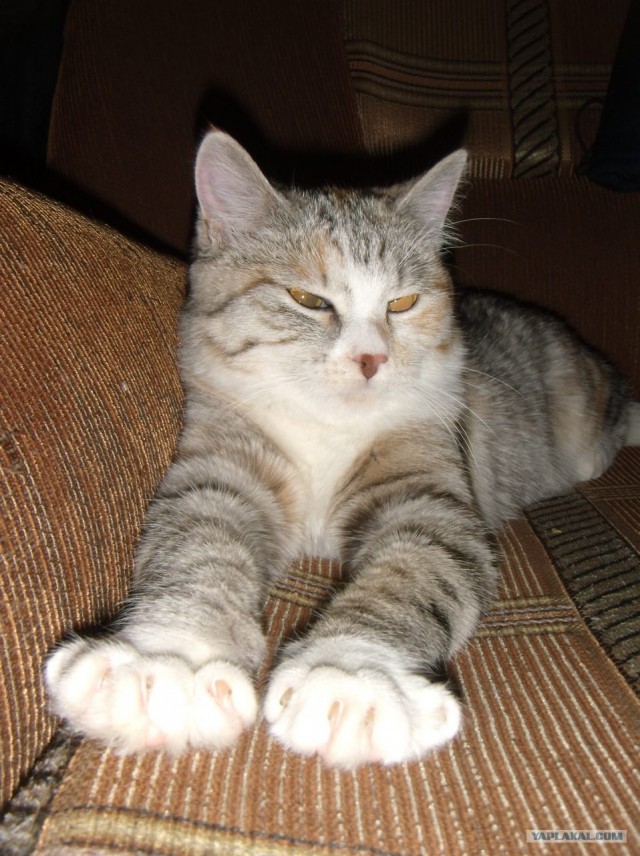 Котовторник! 13.03.2012