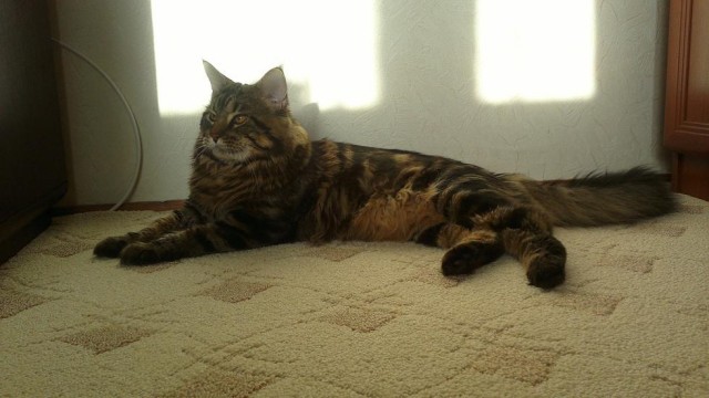 Котовторник 10.04.2012
