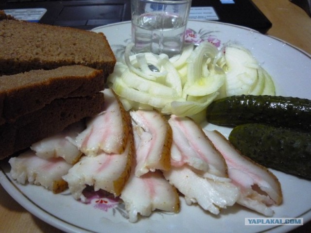 Дикий вепрь