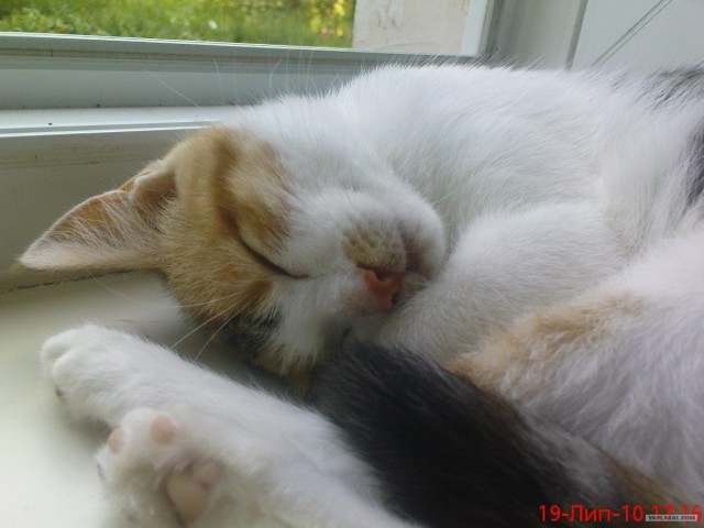 Кот-квадролет из Голландии