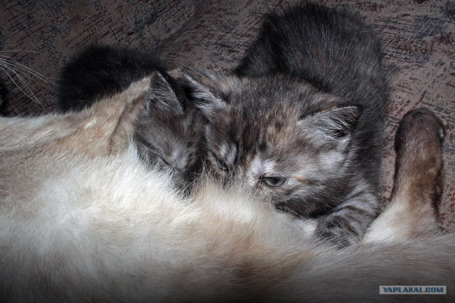 Котовторник 07.08.2012