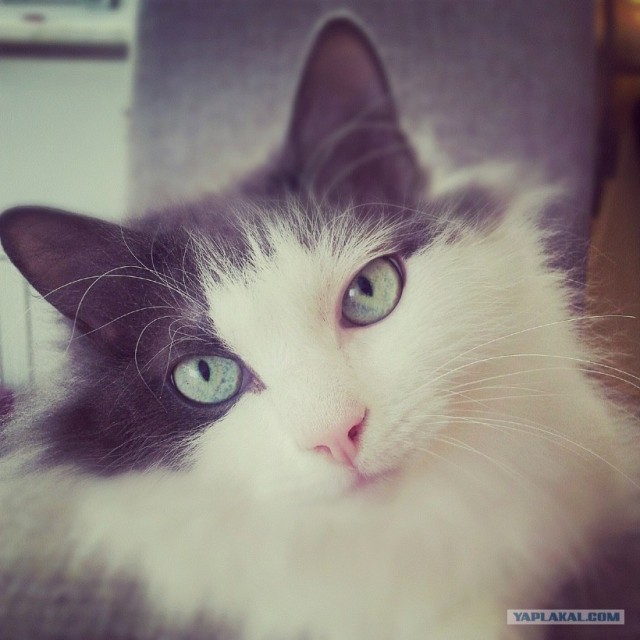 Котовторник  16.10.12