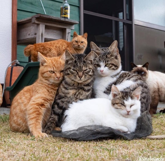 Забавные фото котеек