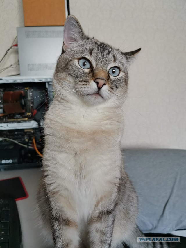 Котейка. Позитива пост. Эволюция?