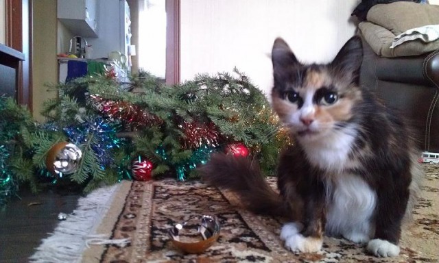 Котаны с забавным окрасом