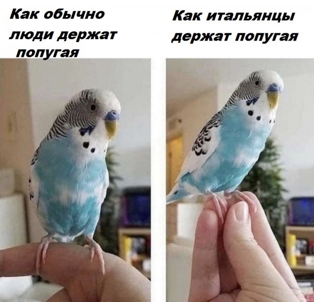 Весёлый полтишок 29.03