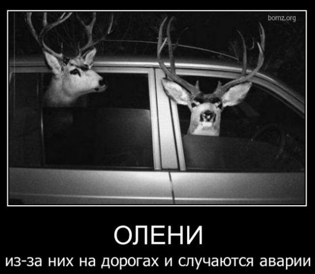 Обнаглевшее чудо на крузаке