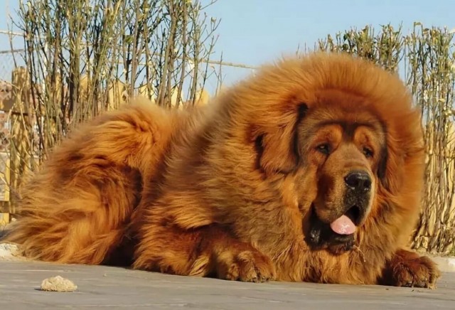 ПозитиФ Чик