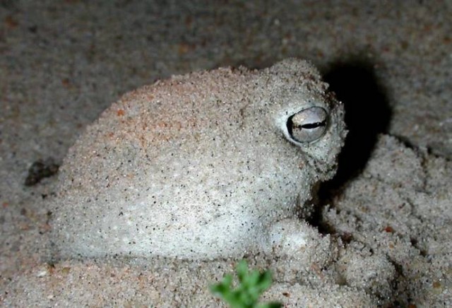 Необычная лягушка, Rain frog