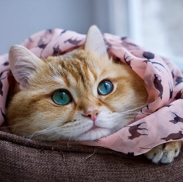 Которник