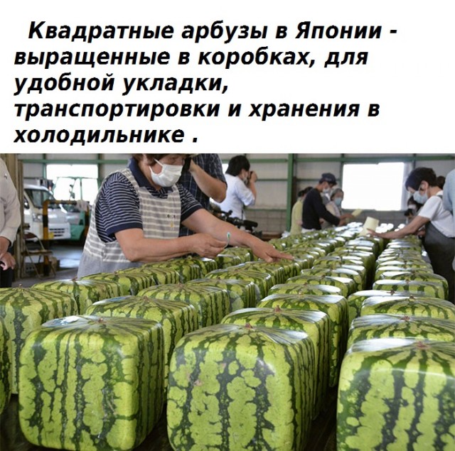 Факты, доказывающие, что Япония не похожа ни на одну другую страну .