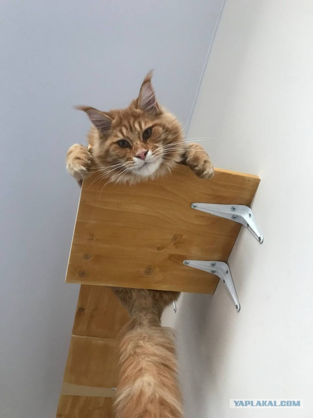 А котовторник уже начался?