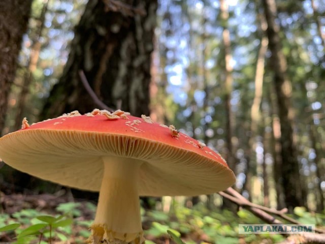 Моя мобильная фотография