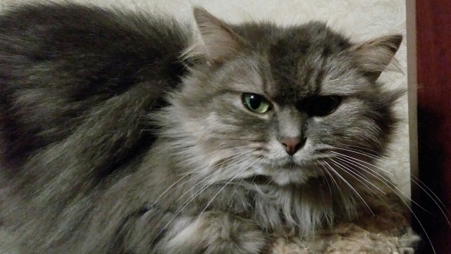Вторник. Котэ. Пора