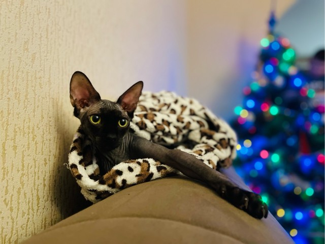 Котовторник 11.01.22