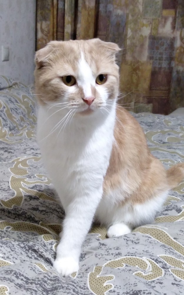 Котовторник 25.01.22