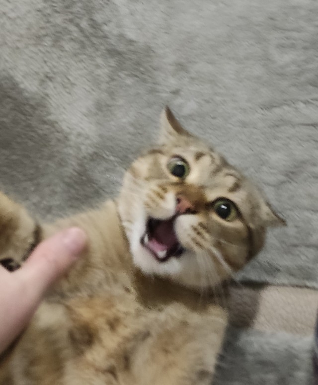 Котовторник вроде.
