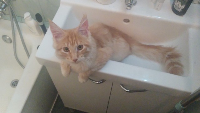 Кошка