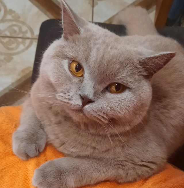 Рыжий кот