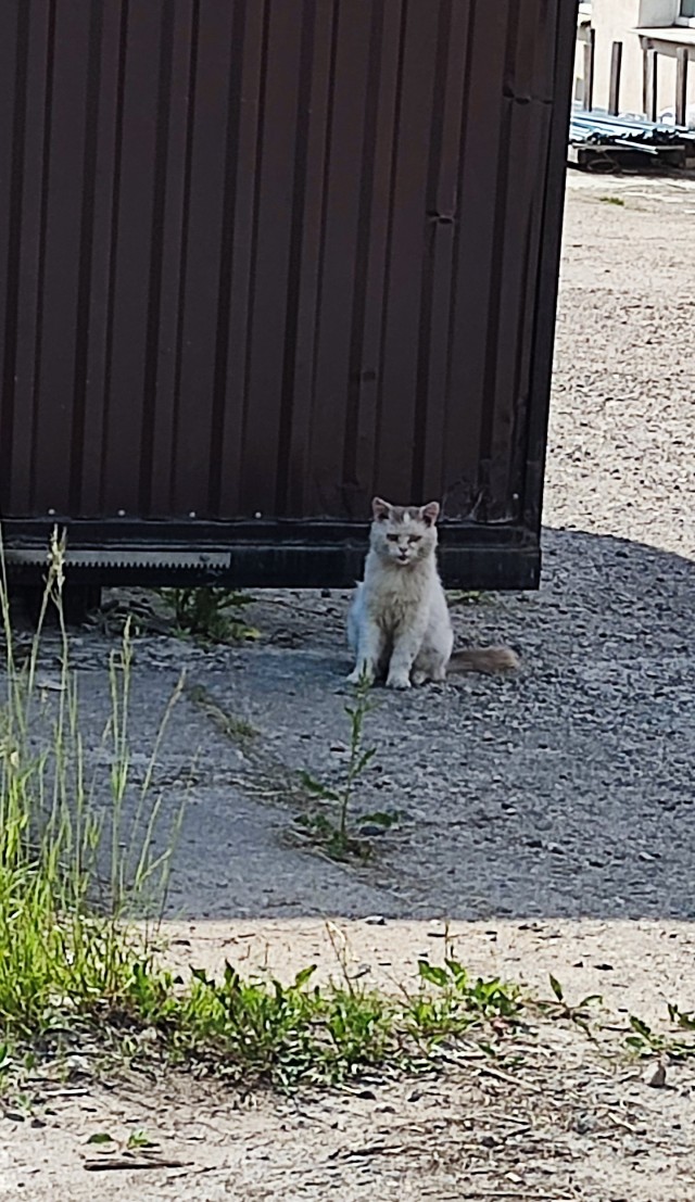 Кот-компаньон