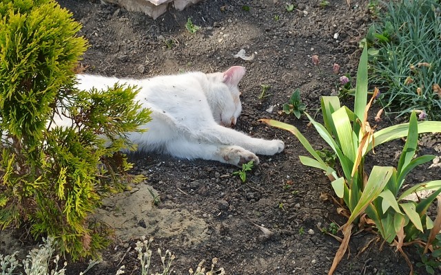 А как спит ваш кошачий?
