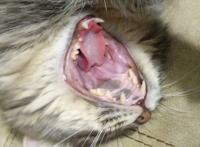 Немного милоты в котовторник