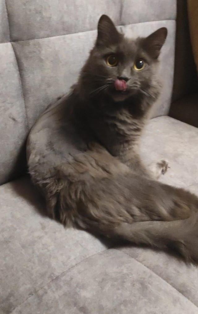 Котовторнику посвящается