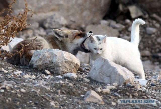 Животные добрые, они помогают друг другу