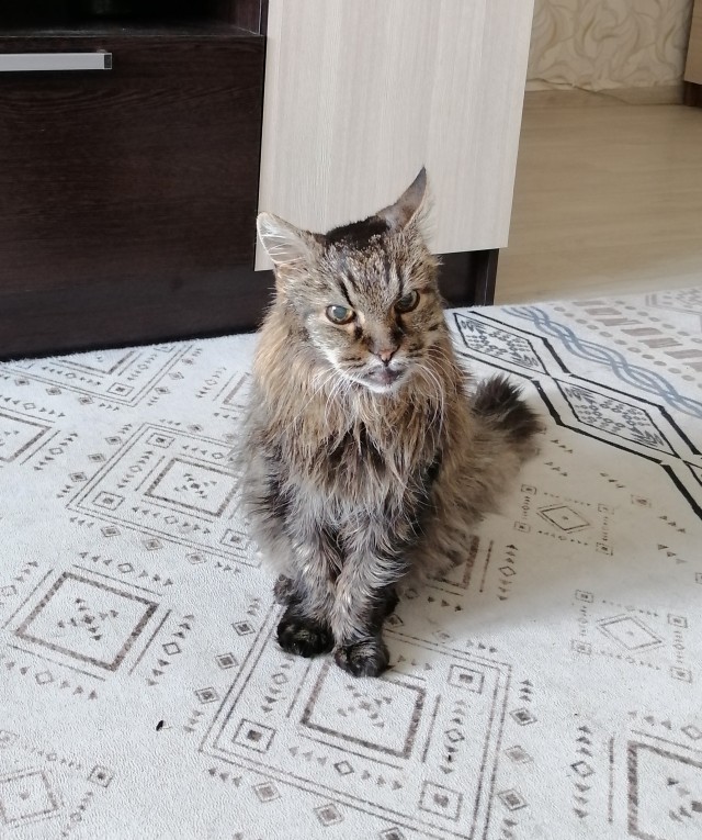 Новый сожитель, ну или хозяин