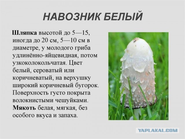 Кулинарный неформат