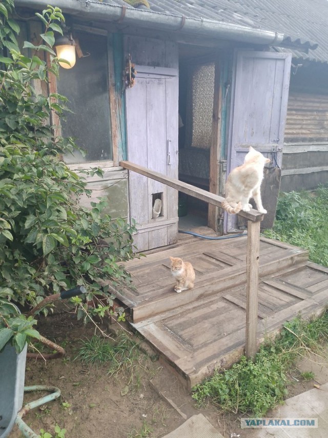 Жизнь домашнего приюта для котеек 464