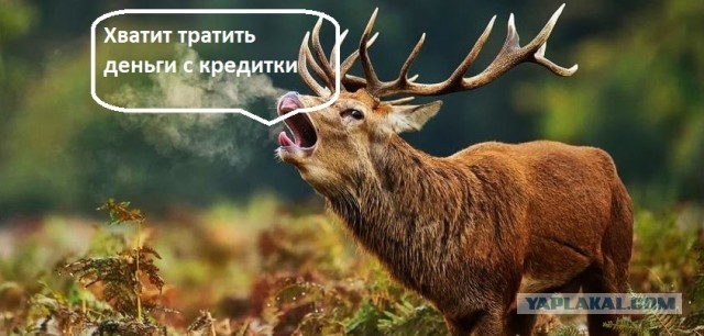 Жена старается изображать, что мы богаче, чем есть на самом деле. А я устал жить в кредитах