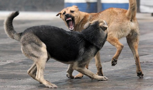 В Бурятии разрешили усыпление больше месяца находящихся в госприюте бездомных собак