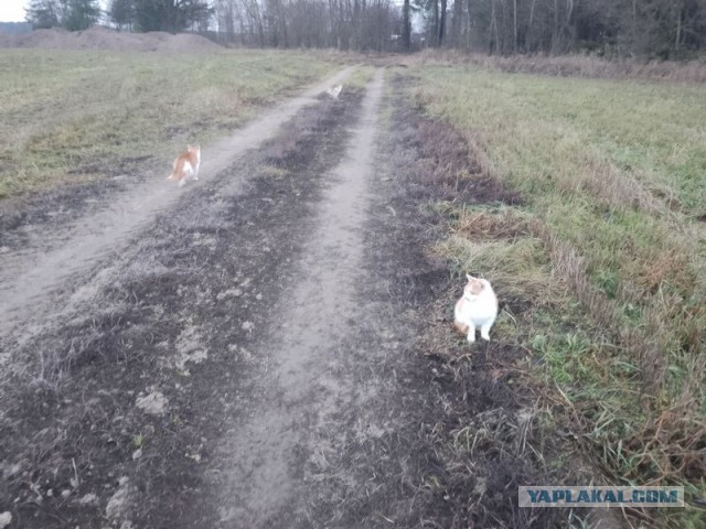 Жизнь домашнего приюта для котеек 476