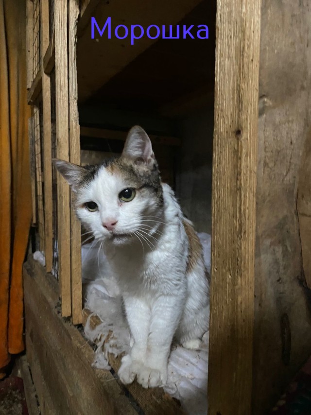 Жизнь домашнего приюта "Котоленд" 423