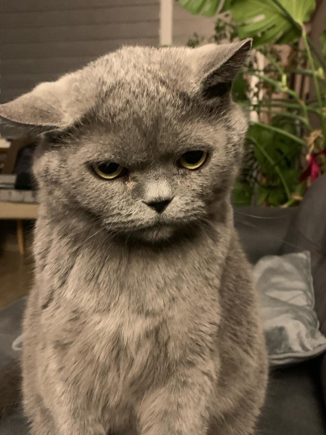 Всех с котовторником
