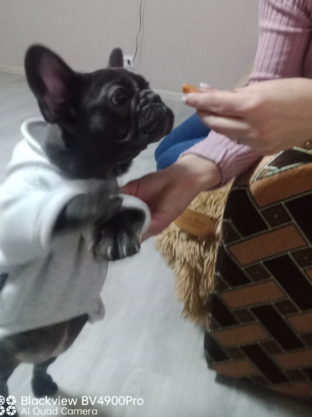 Да просто кот, зовут тоже Кот