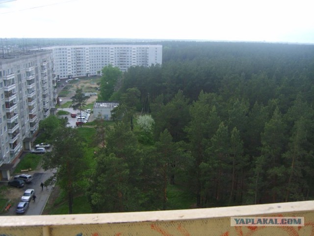 Урожай сморчков в Сибири