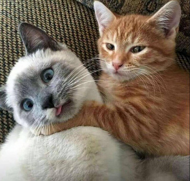 Прикольные морды котов псов к настроению...