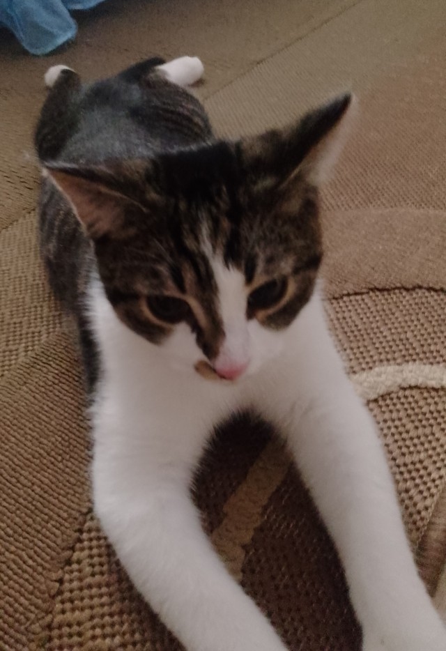 К котовторнику!)