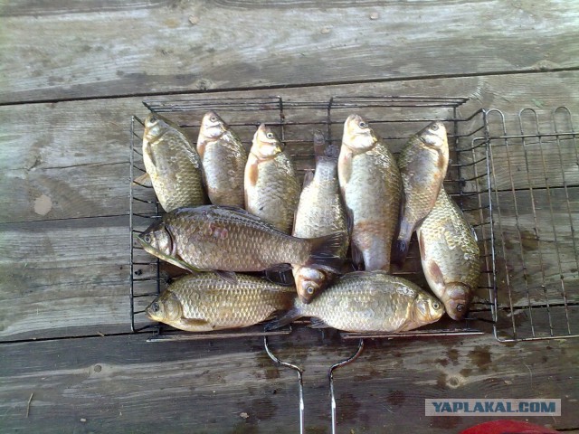 Неожиданный улов