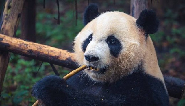 Это не панды едят бамбук, а бамбук заставляет панд его есть