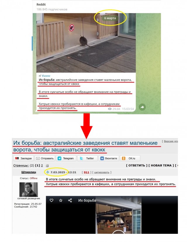 Их борьба: австралийские заведения ставят маленькие ворота, чтобы защищаться от квокк