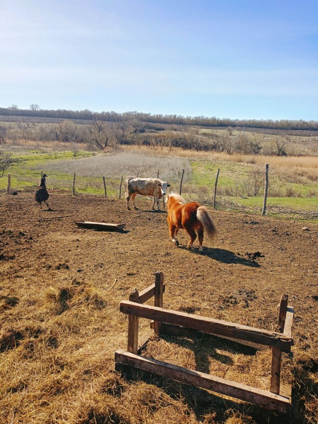Веселая ферма: Забава. Знакомство