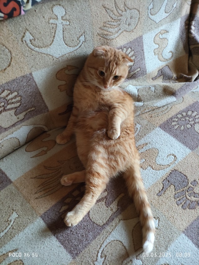 Это что, котовторник?