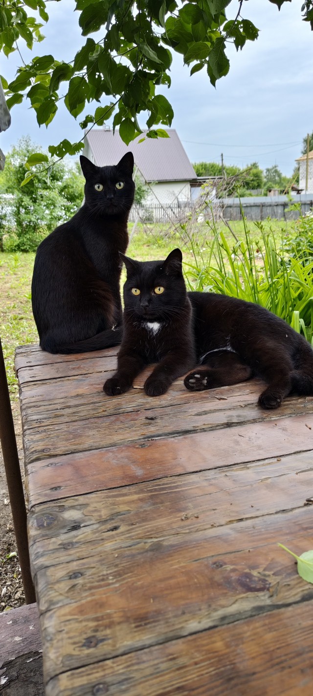 Дача,котики и вязание