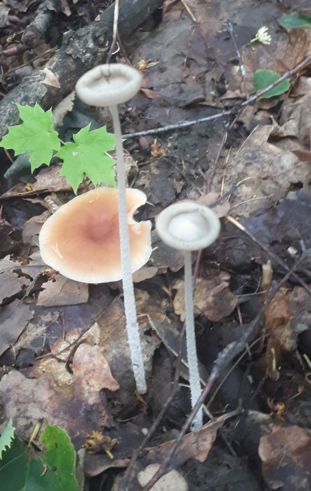 Грибной поход . День второй