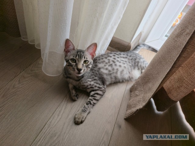 Моему коту Тому 2 года
