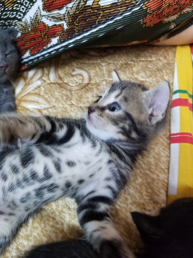 Котовторник