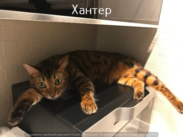 Жизнь домашнего приюта "Котоленд" 522